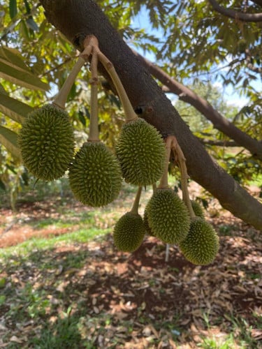 ដីចំការធុរេនលក់បន្ទាន់