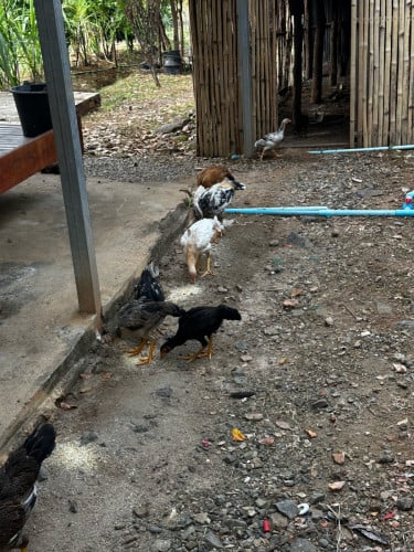 មានលក់ពូជមាន់ស្រែ