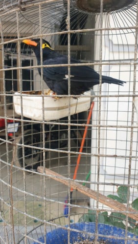 មាឌធំអាយុ2ឆ្នាំ