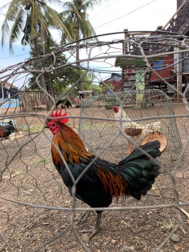 25kg ឡើង មួយគូ