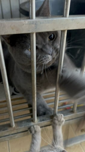 British shorthair male