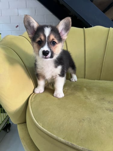 Corgi brow color Male