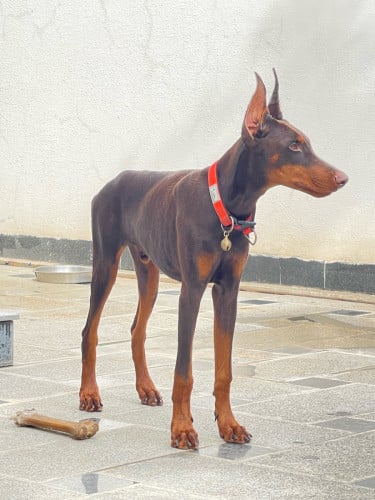 Doberman Red&Rust ឈ្មោល10ខែហើយ❤️🤎