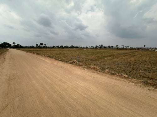 ដីស្រែនៅខាងលិចផ្សារបាត់ដឹង លក់បន្ទាន់