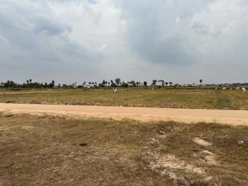 ដីស្រែនៅខាងលិចផ្សារបាត់ដឹង លក់បន្ទាន់