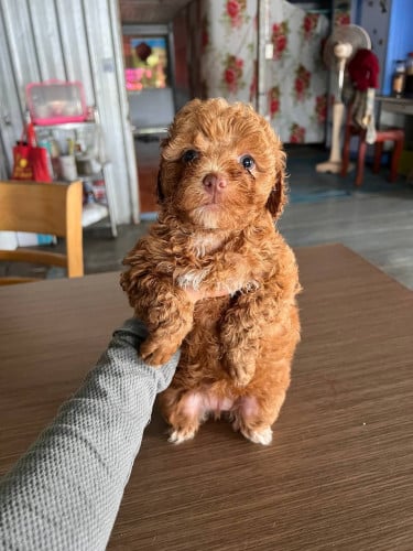 ភូដលកូនក្នុងស្រុក