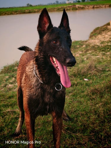 ទទួលបង្កាត់ពូជ