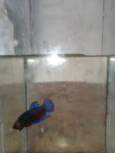 មានបោះដុំត្រីក្រឹមកូនសំបុកម៉ាឡេ