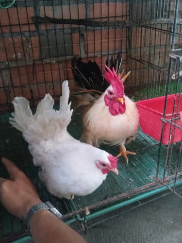 លក់មេបាមាន់រាសី ១គូ