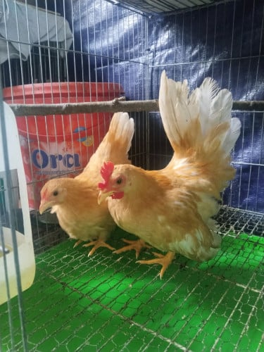 លក់មាន់រាសី ស្ទាវ ១គូ