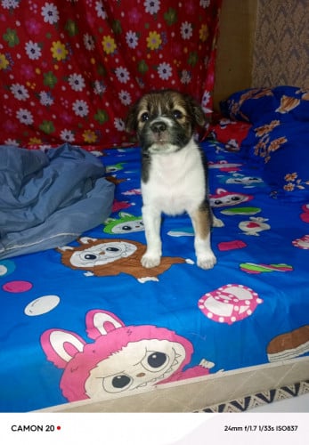 ឆ្កែកាត់ ស្រុក