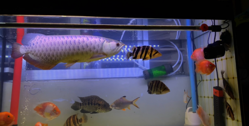 ត្រីនាគមាស Crossback Golden 65cm និង ត្រីខ្លាឥណ្ឌូនេស៊ី20-28cm