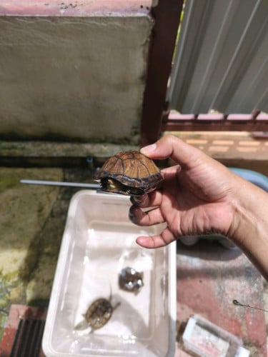 Turtle muced red turtle