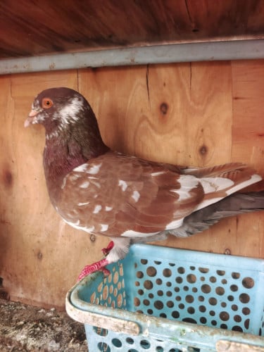 ព្រាបមាន់