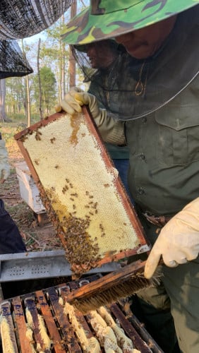 ដុំក្បាល​ទឹកឃ្មុំ​