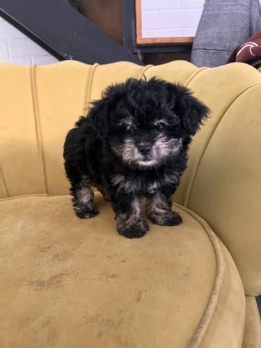 ជីសុ កាត់ភូដលញី