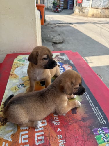 ឆ្កែពូជតឿចេះហេីយឆ្លាត