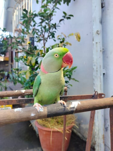 សោមភូមាសាំង មាឌធំខ្លាំង