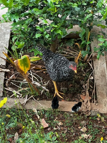 មានលក់ពូជមាន់ស្រែ