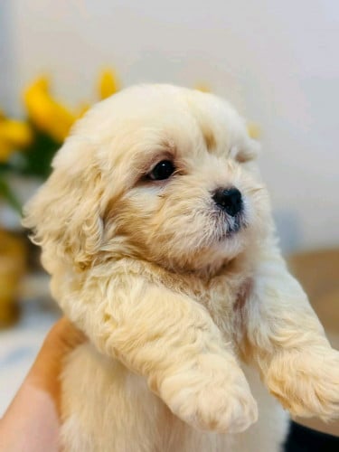 Poodle កាត់ pekingese