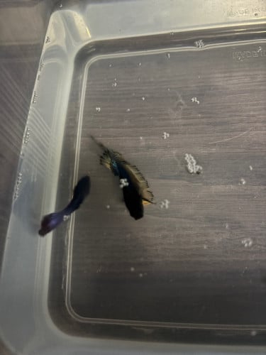 លក់ត្រីក្រឹម មួយគូ 2.50$