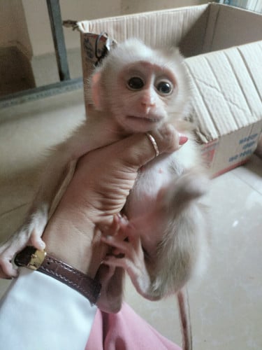 ស្អាតតូចធ្មេញ2