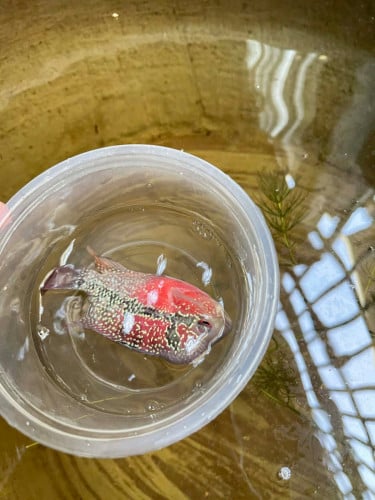 លក់ឡហ៊ាន ក្រហមក្បាលពក 7,5$