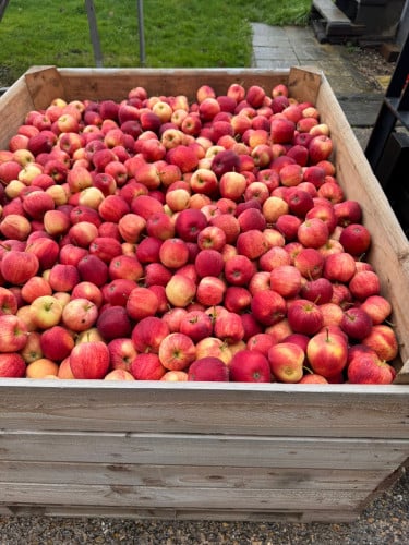 Apples from the United Kingdom in bulk