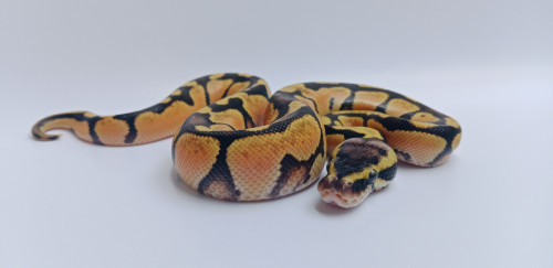 Enchi Pastel 66% Het Clown | Female