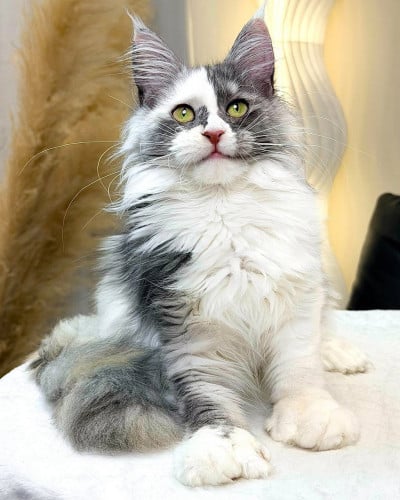 Maincoon