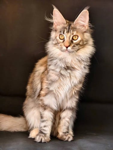 Maincoon