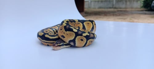 Pastel Fire 66% Het Clown | Female