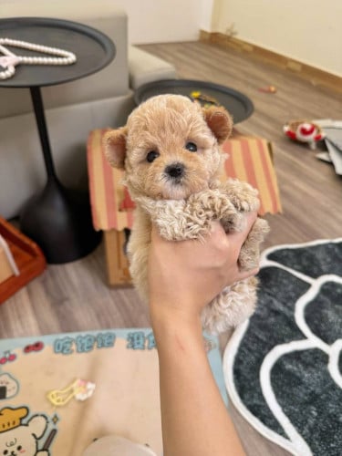 Poodle tiny