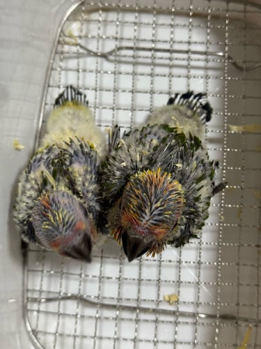 Sun conure ប្រភេទសេកតាមម្ចាស់