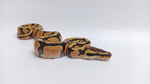 Super Enchi Fire 66% Het Clown | Female