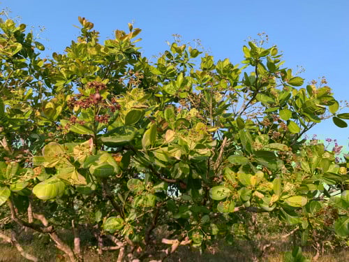 ដីចំការលក់