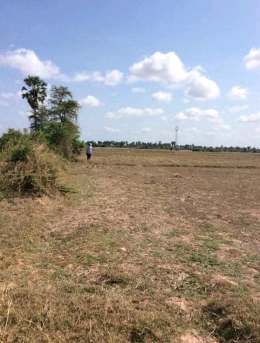 ដីស្រែលក់