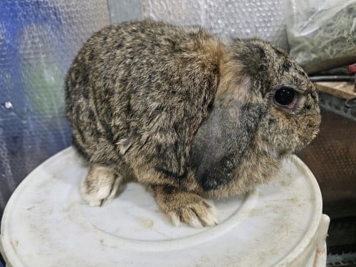 ទន្សាយមេត្រចៀកធ្លាក់