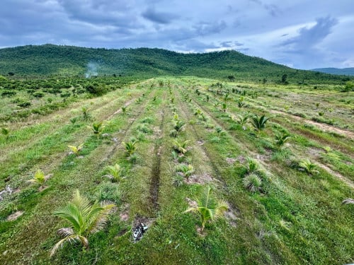 ដីចំការជេីងភ្នំ