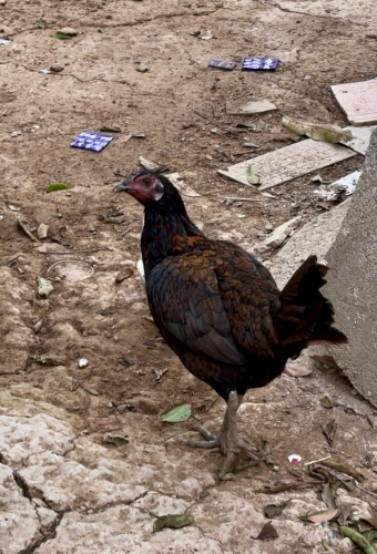 មេកូនពីសារ លក់20$ ប្លេកណាយ x គុយបា