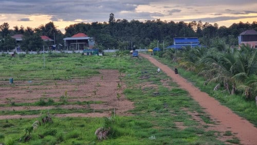 ដីចំការដូងក្រអូប 400ដេីម លក់បន្ទាន់