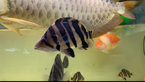 ត្រីខ្លាឥណ្ឌូនេស៊ី ស៊ូម៉ាត្រា ទំហំ ចាប់ពីរ8cmដល់30cm 💛💛 telegram 077279068