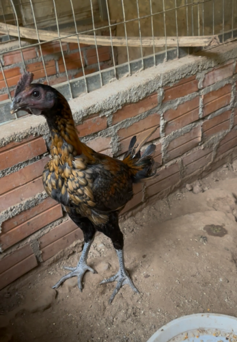 ប្លេកណាយហាច x គុយបា លក់50$ ចចារ