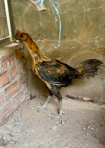 ប្លេកណាយហាច x គុយបា លក់50$ ចចារ