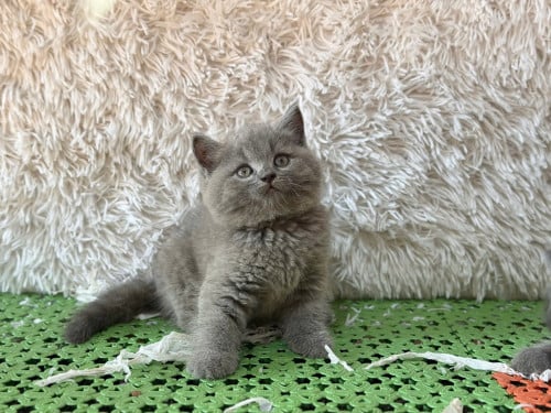 British shorthair gray color