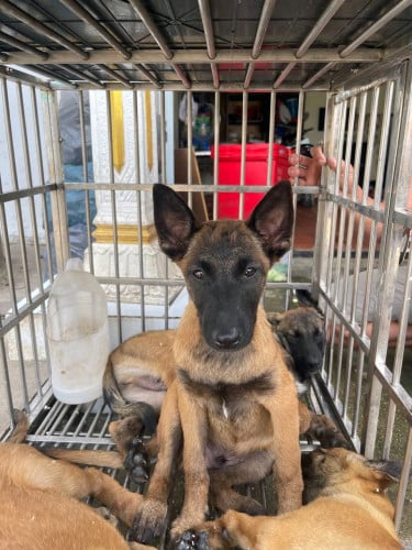 Malinois អាយុ3ខែ ទម្ងន់9kg តម្លៃ 150$
