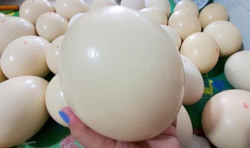 ពងអូទ្រីស