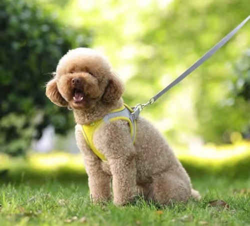 Puppy Harness Set 🐕 Dog Accessories Adjustable Puppy and Cat 🐈