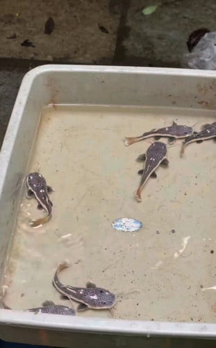 ឆ្លាំងឥណ្ឌា