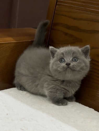 2 munchkin boy and girl